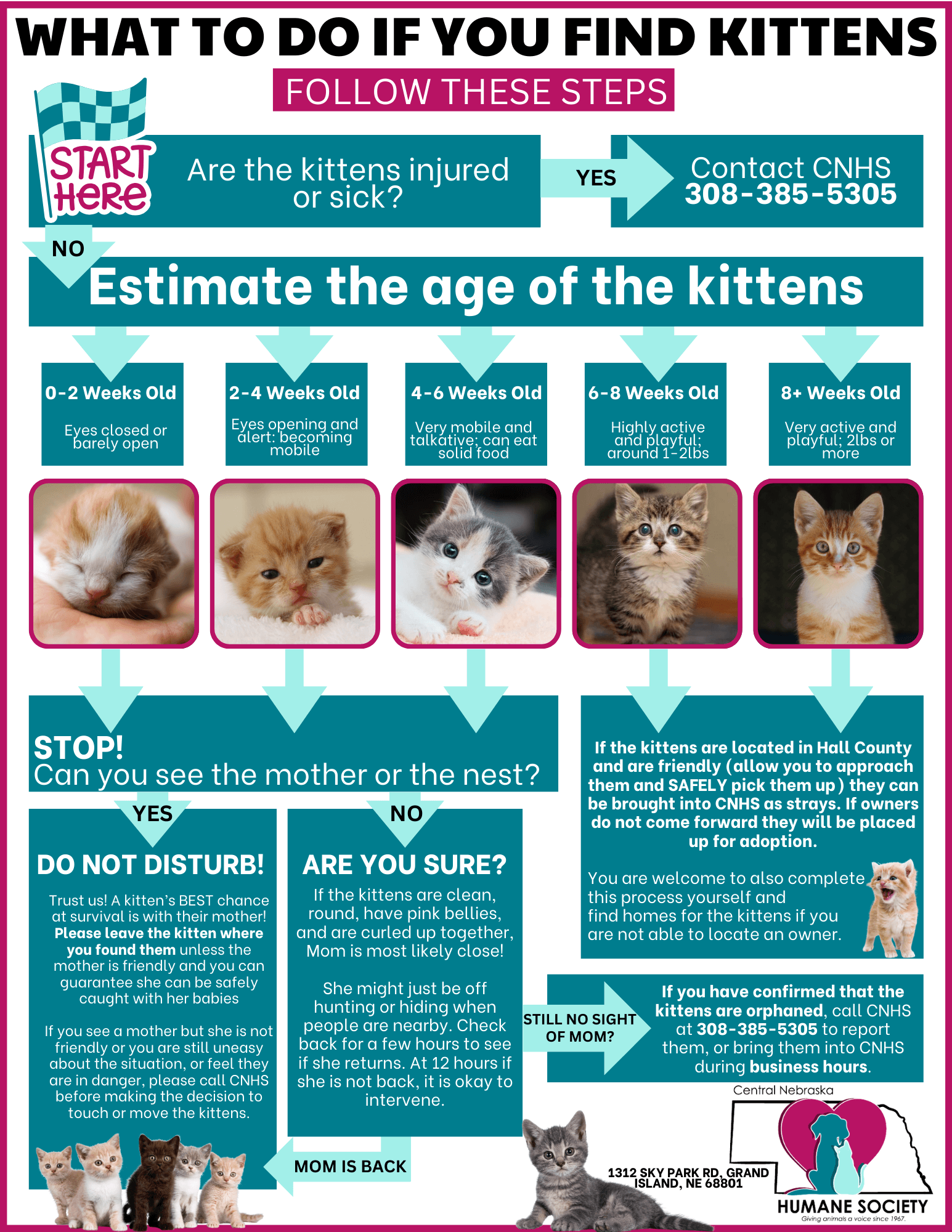 what to do if you found kittens infographic